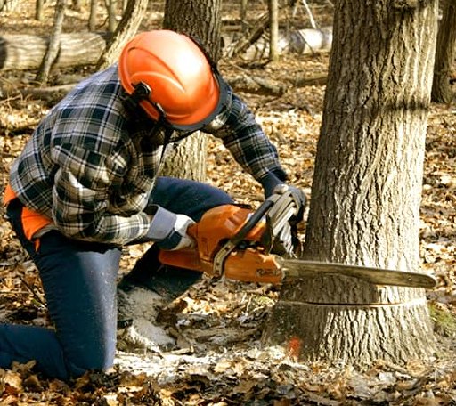 Tree Removal in Mount Airy, MD